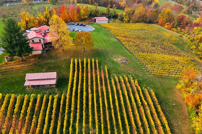 Successful Northern Virginia Winery